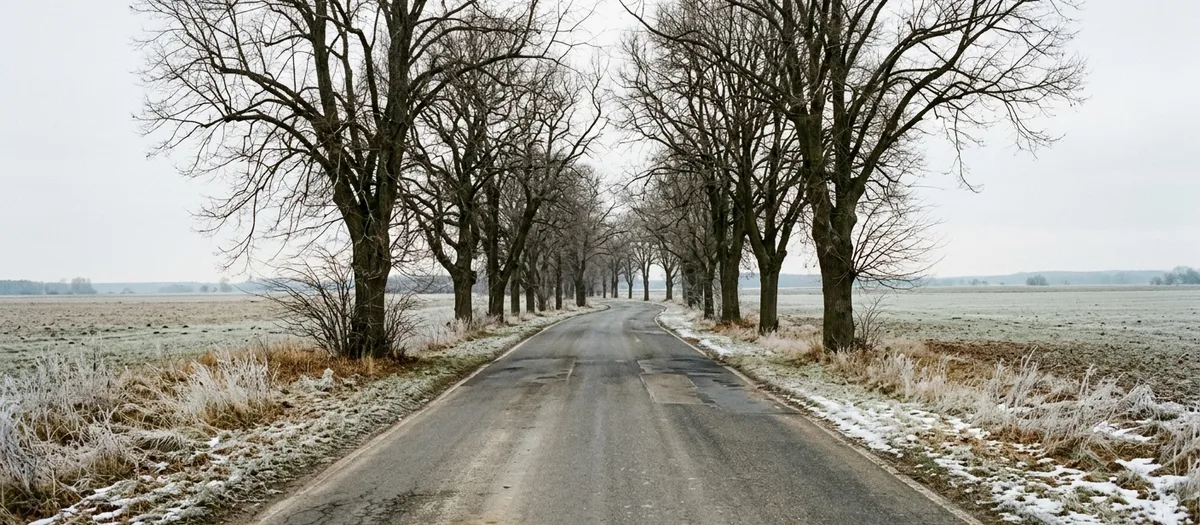 Allee aus kahlen alten Bäumen über einer Landstraße, Raureif auf den Feldern